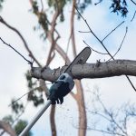 ⁦منشار تقليم الأشجار لاسلكي، 300 مم، 36 فولت، 160 مل ، 6.4 كجم⁩ - الصورة ⁦2⁩