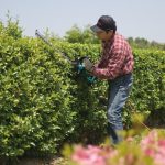 Electric Hedge Trimmer - Image 2